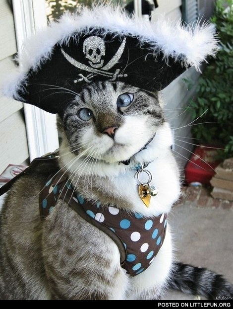 Cat in the pirate costume