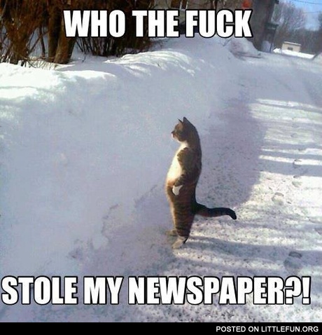 Standing cat. Who stole my newspaper?