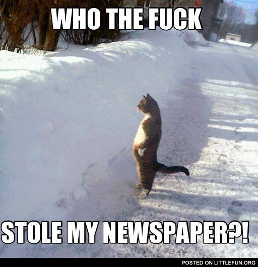 Standing cat. Who stole my newspaper?