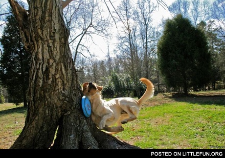 Dog and a frisbee, and a tree