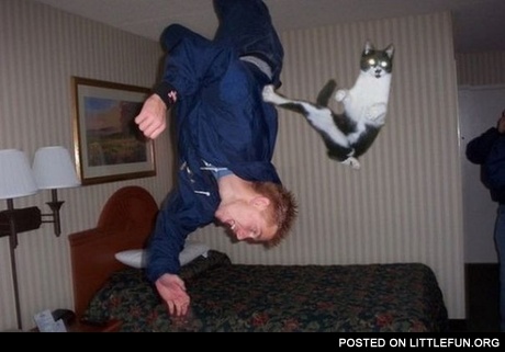 Ninja cat