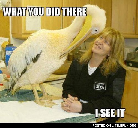 The all-seeing eye of the pelican