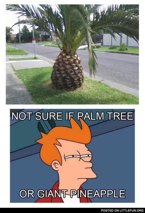 Not sure if palm tree or just giant pineapple