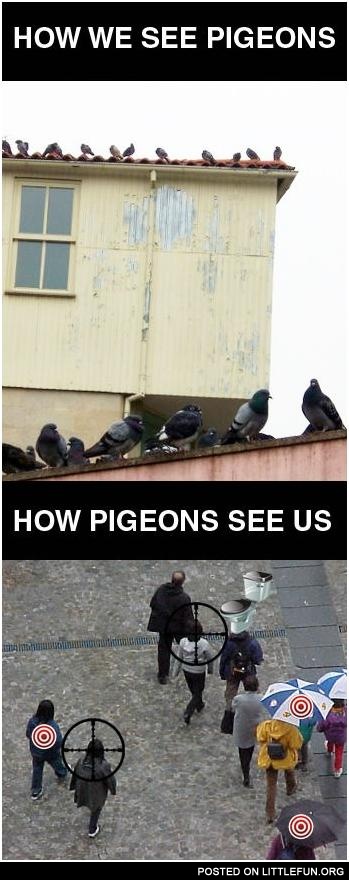 How pigeons see us