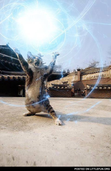 Epic cat magician