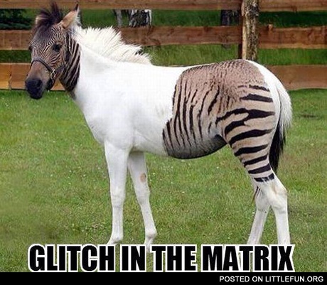 Zebra horse. Glitch in the Matrix.