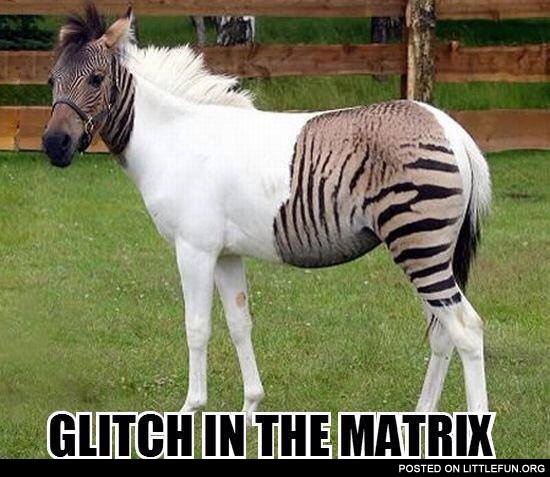 Zebra horse. Glitch in the Matrix.
