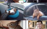 Taxi driver and squirrel