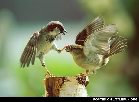 Just shut up, bird
