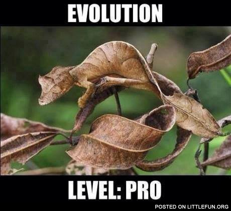 Evolution level: Pro