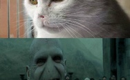 Cat Voldemort