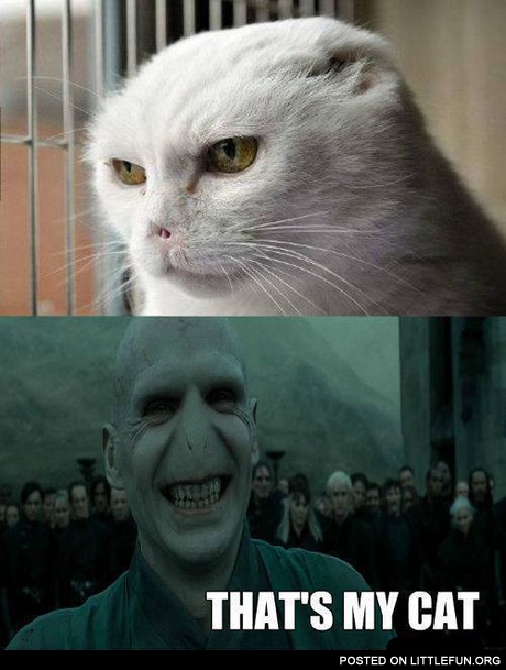Cat Voldemort