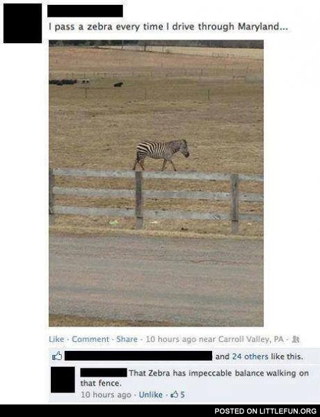 I pass a zebra every time I drive through Maryland