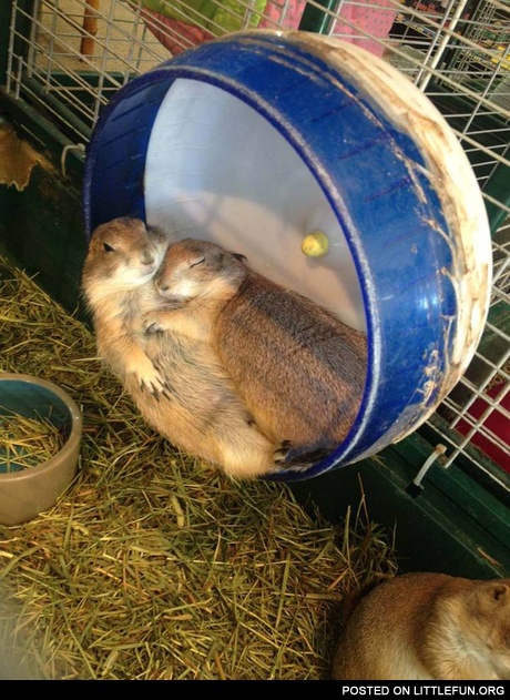 Sleeping hamsters