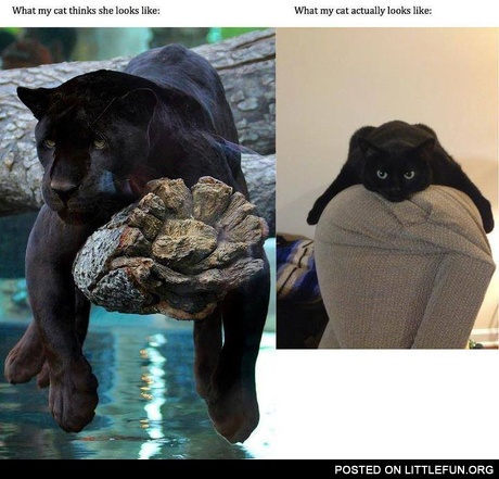 What my cat actually looks like