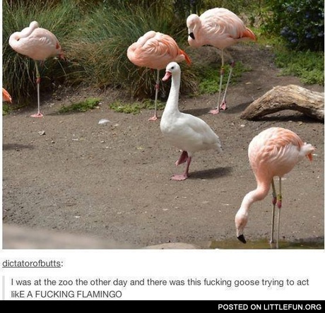 Goose trying to act like a flamingo