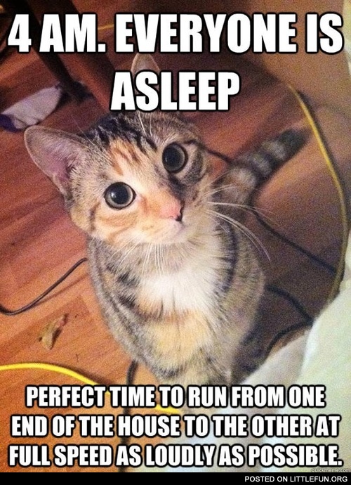 Perfect time to run. Cat logic.