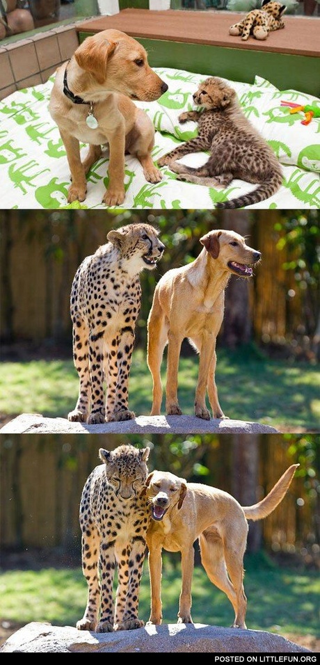 Dog and cheetah friends