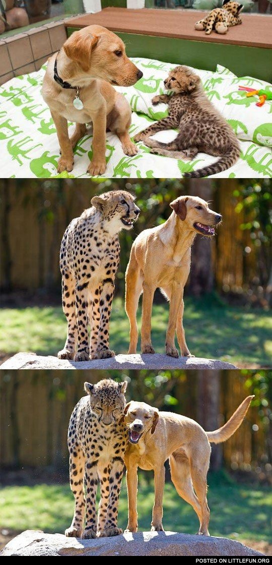 Dog and cheetah friends