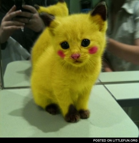 Pikachu cat