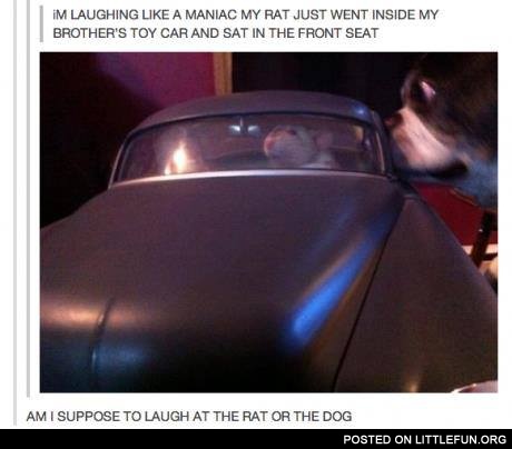 Rat in the car
