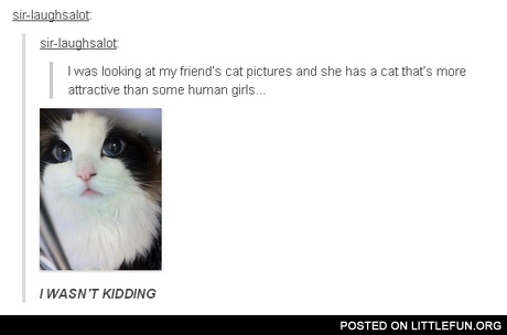 A cat that's more attractive than some human girls