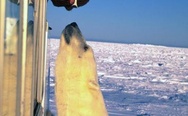 Polar bear and polar explorer