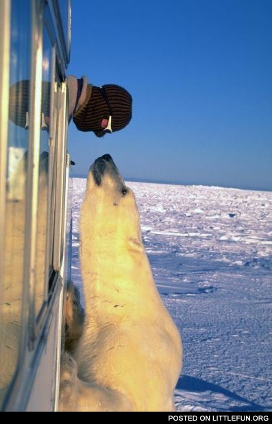 Polar bear and polar explorer