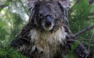 Koalas much cuter when dry