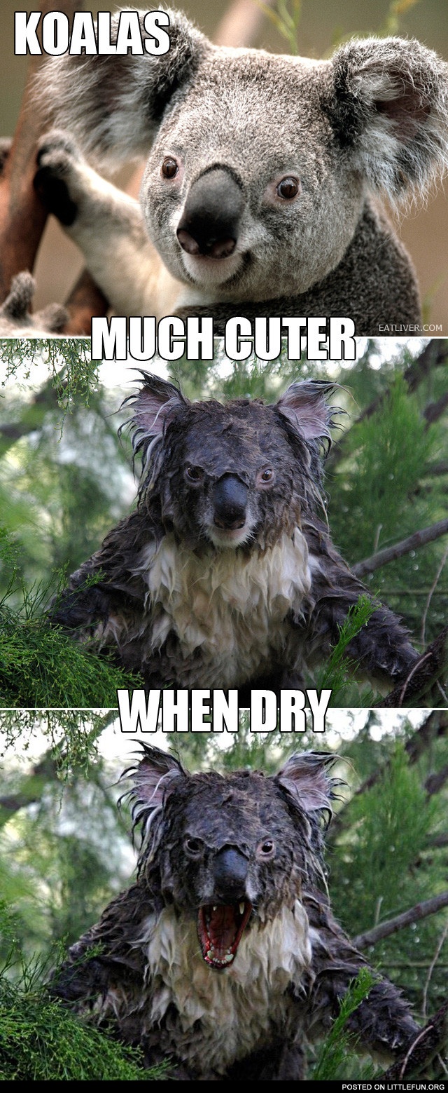 Koalas much cuter when dry