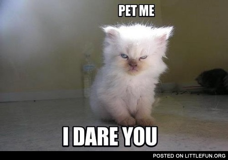 Pet me, I dare you