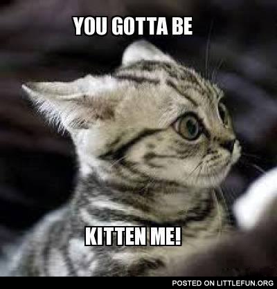 You gotta be kitten me