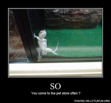 So, you come to the pet store often?