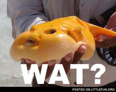 Wat fish