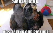 Smiling parrots