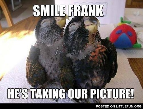 Smiling parrots