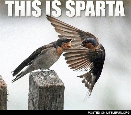 This is Sparta