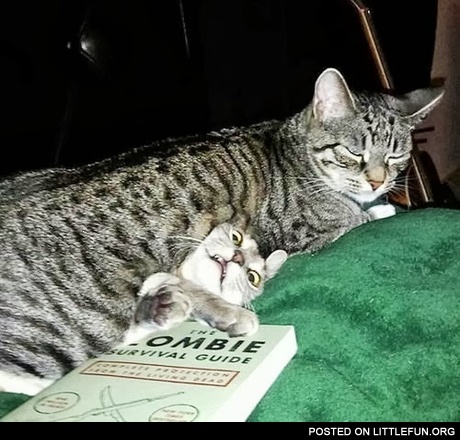 Lolcats