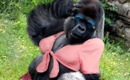 Fabulous gorilla