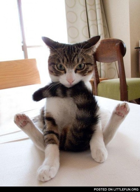 Cat sitting on his butt