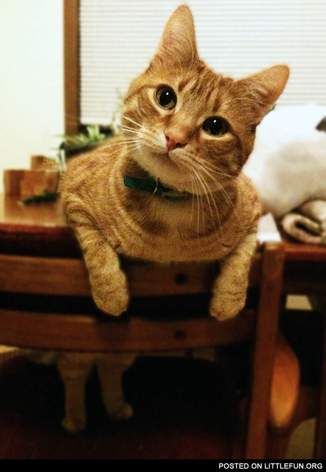 Cat on the chair