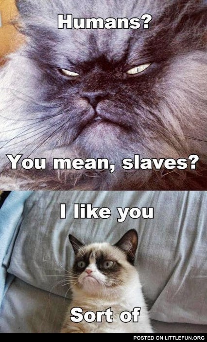 Humans? You mean slaves? Grumpy cats.