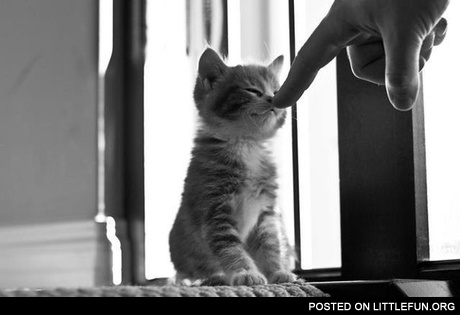 Kitten