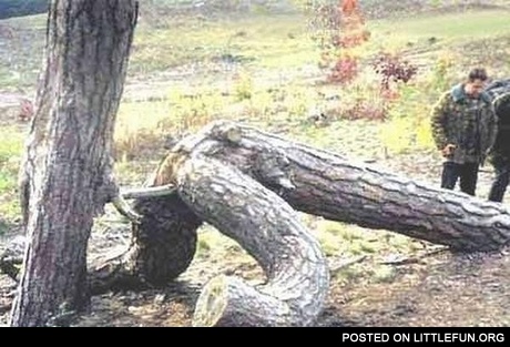 F**king trees