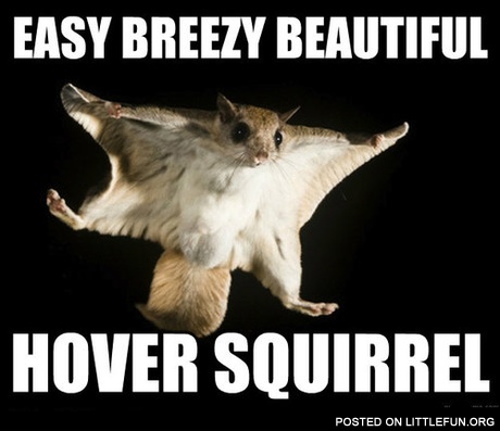 Easy breezy beautiful, hover squirrel
