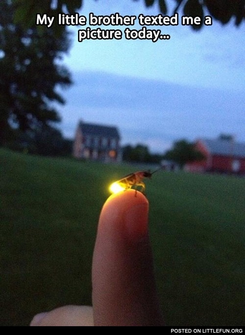 My little brother sent me a picture of a glow-worm