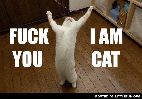 F**k you, I am cat