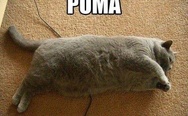Puma, fat cat