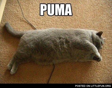 Puma, fat cat