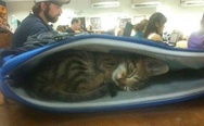 Kitten sleeps in the jacket or in the handbag, cuteness overload ^^